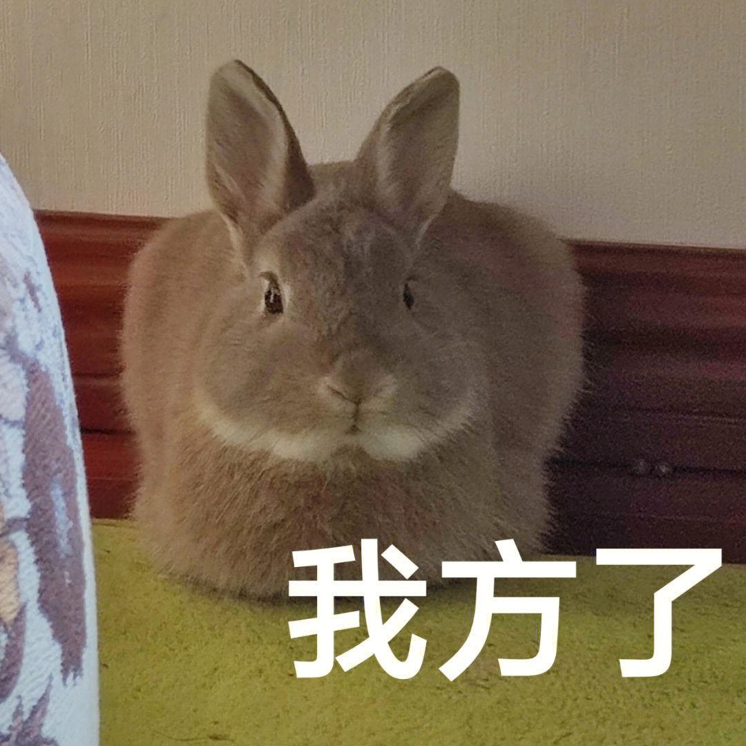 兔兔表情包更新