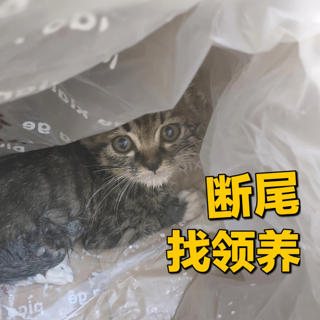 洛阳涧西区一只一个月半断尾狸花猫找领养