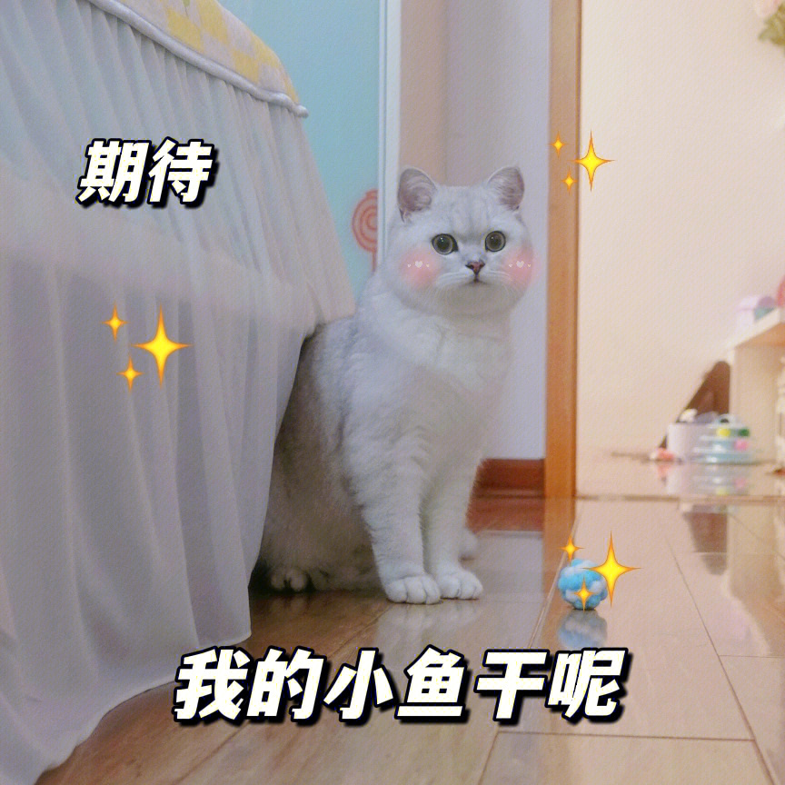 破败王猫咪p图图片