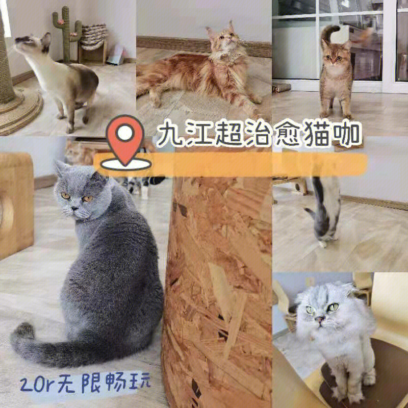 九江探店最治愈的猫咖撸猫馆