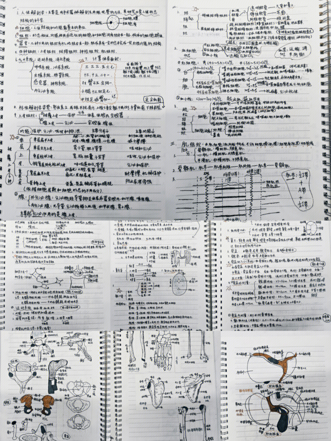 运动解剖学笔记重点图片