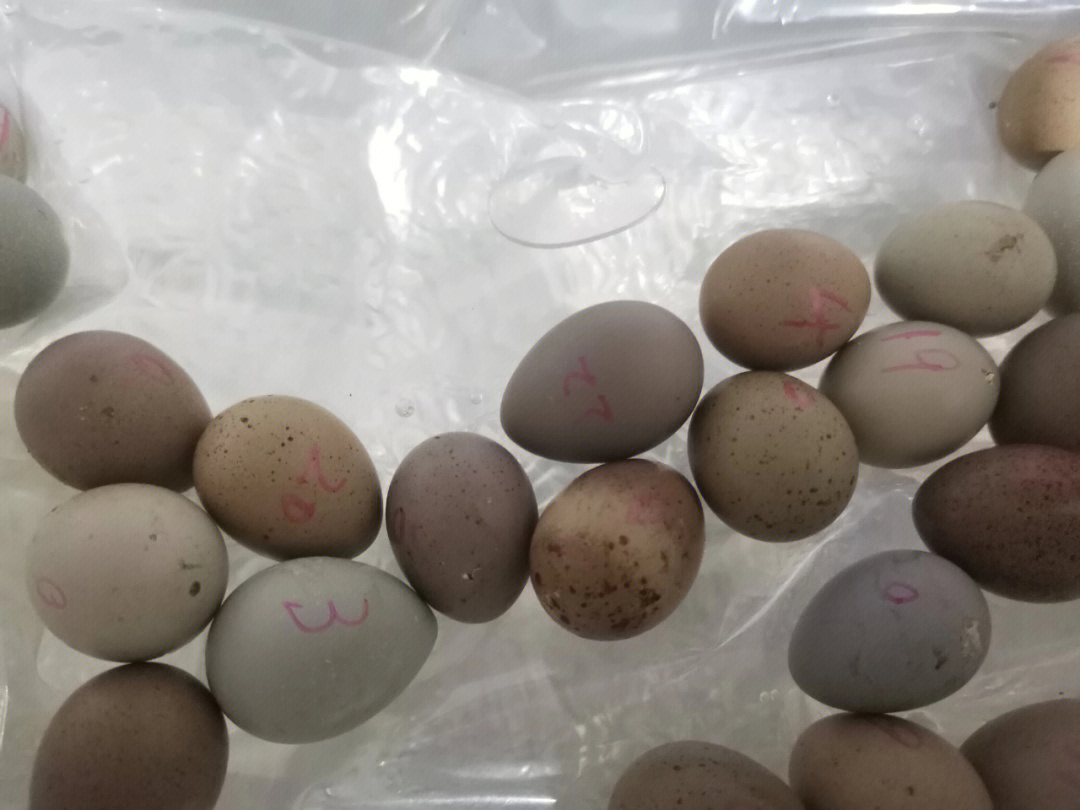 番鸭孵化30天照蛋图图片