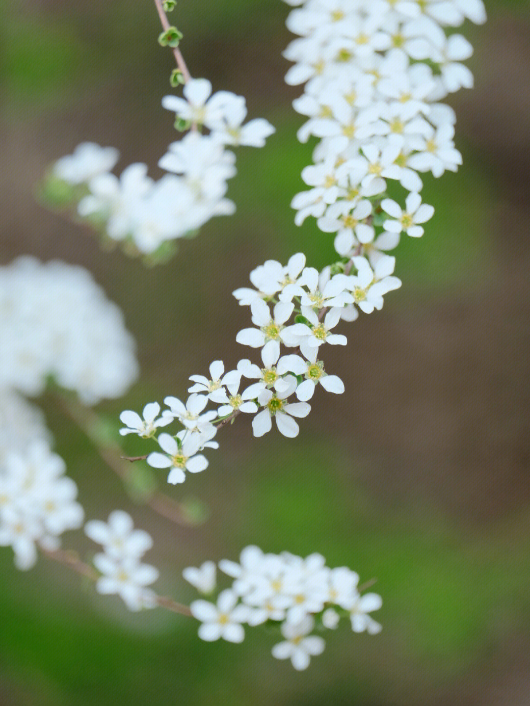 珍珠绣线菊花语图片