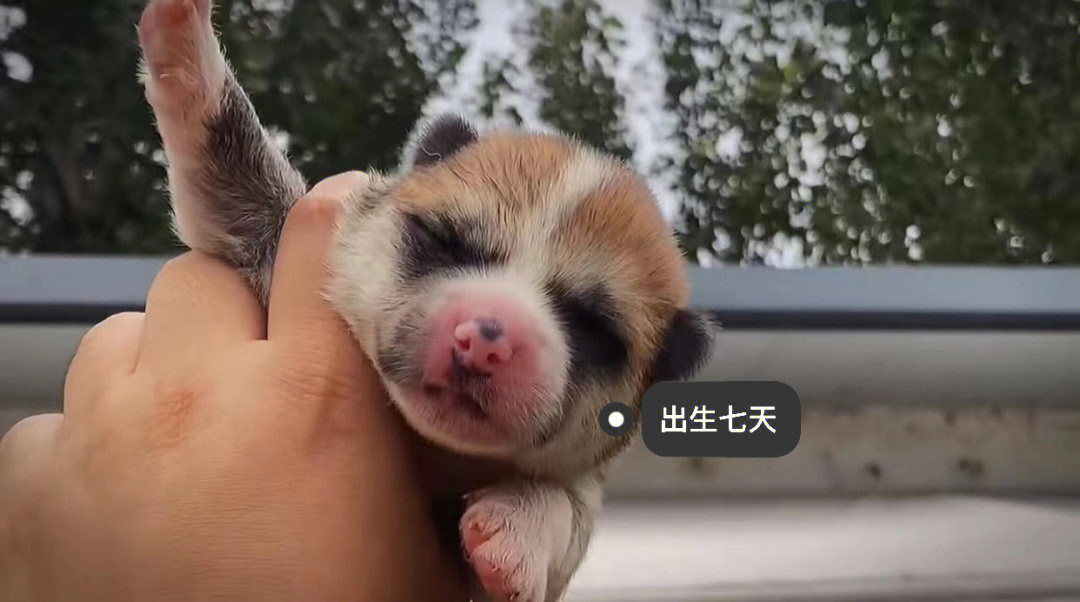 秋田犬刚出生的样子图片