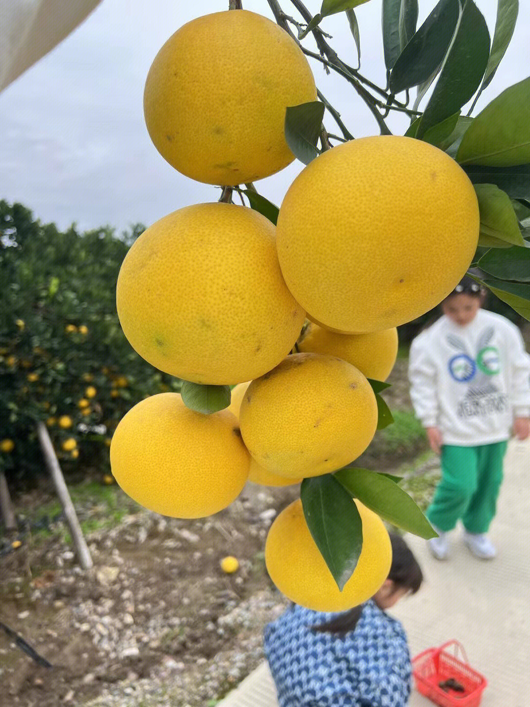 宝藏水果胡柚来啦