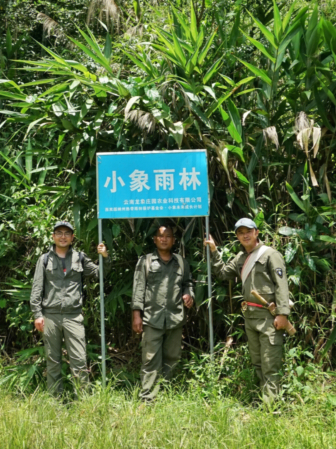 水冬瓜树图片功效图片