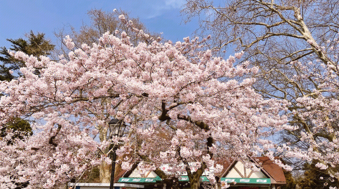 中山公园的樱花开了