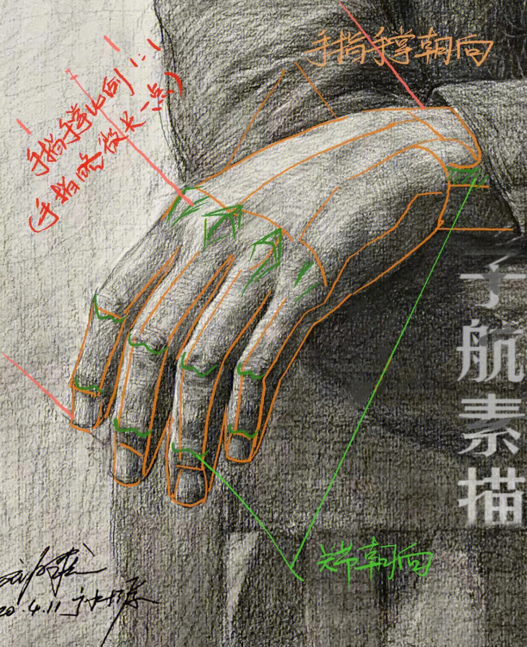 手指表皮结构图片