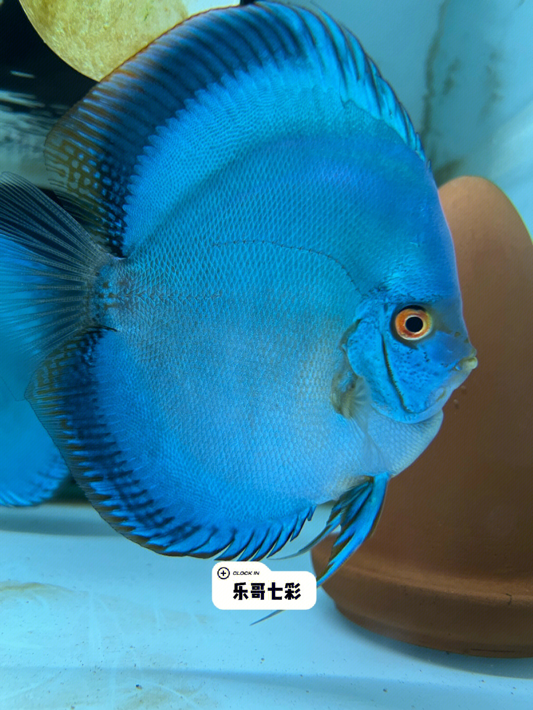 七彩神仙鱼公鱼图图片