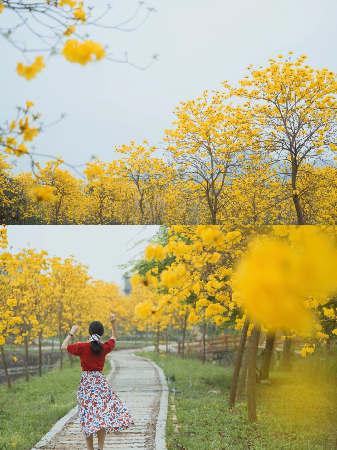 祖国的小黄花开车真人图片