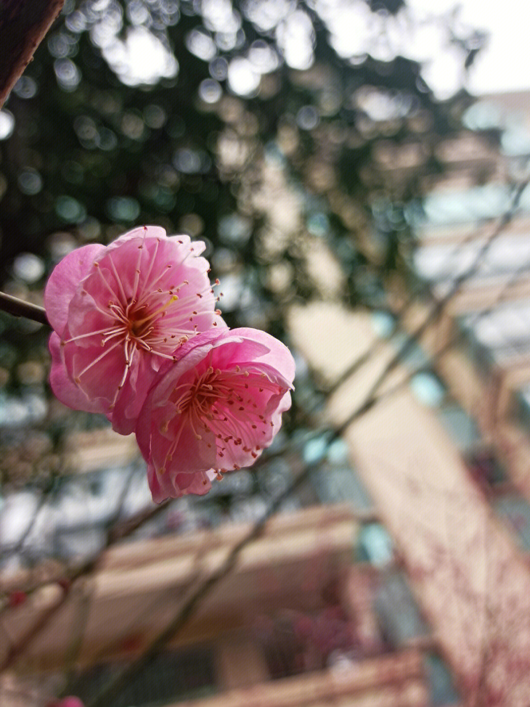 梅花桃花樱花