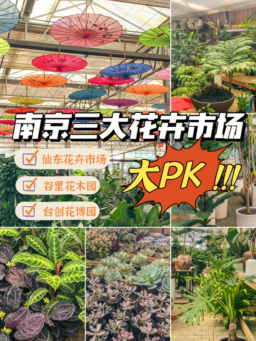 南京仙东花卉苗木基地图片