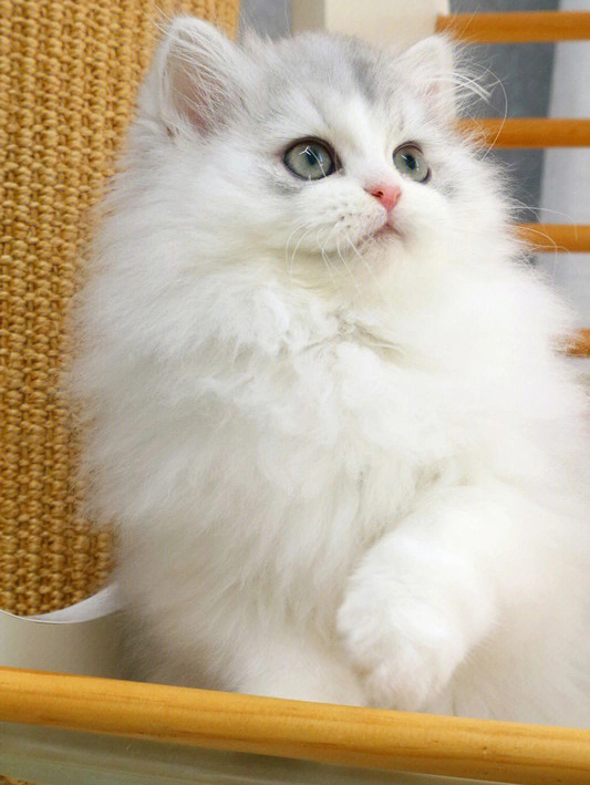 银白高地长毛猫苏州猫舍可以上门看猫