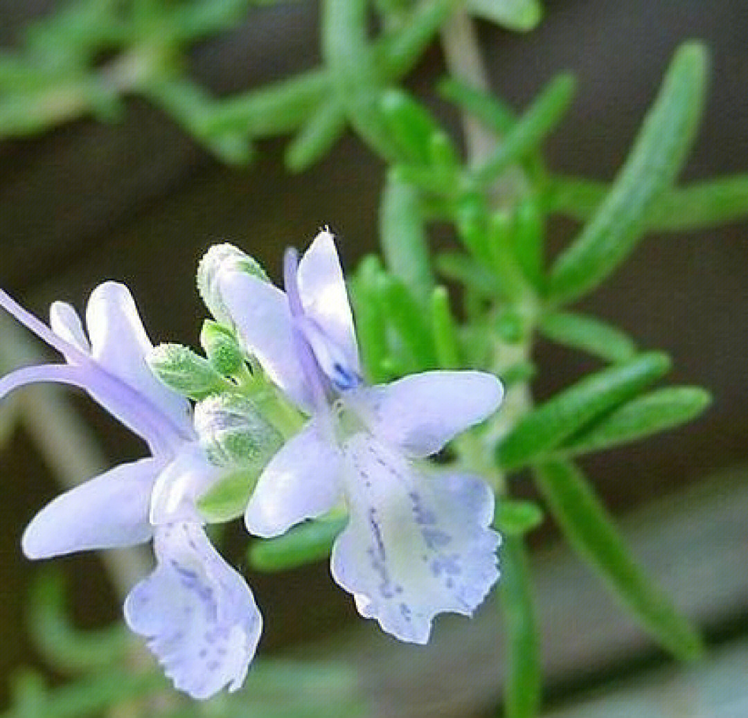 迷迭香的花语