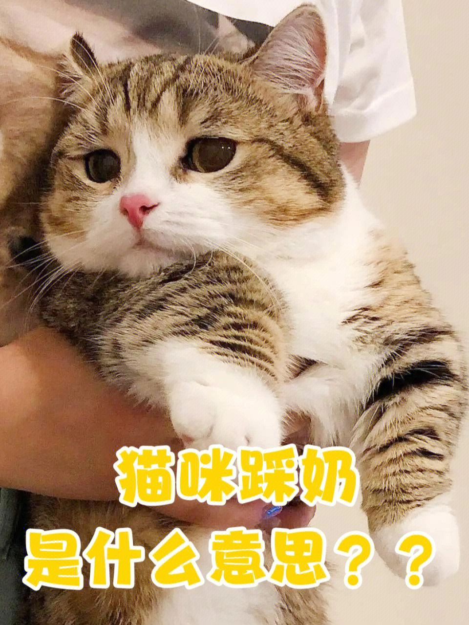 猫咪踩奶是什么意思