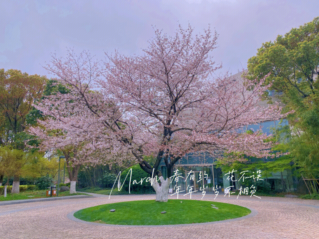 昆山体育生态公园樱花图片