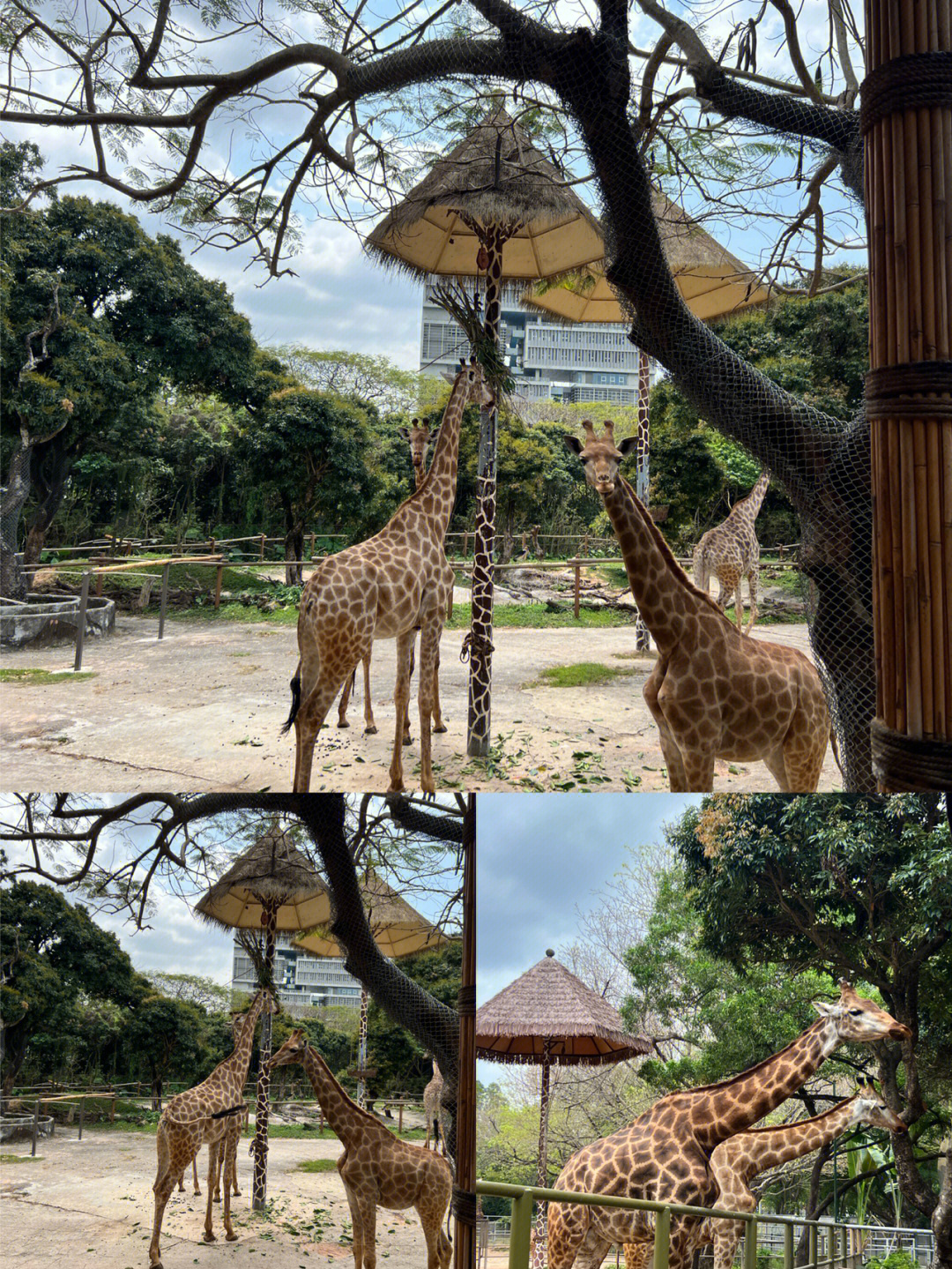 惠来县动物园图片