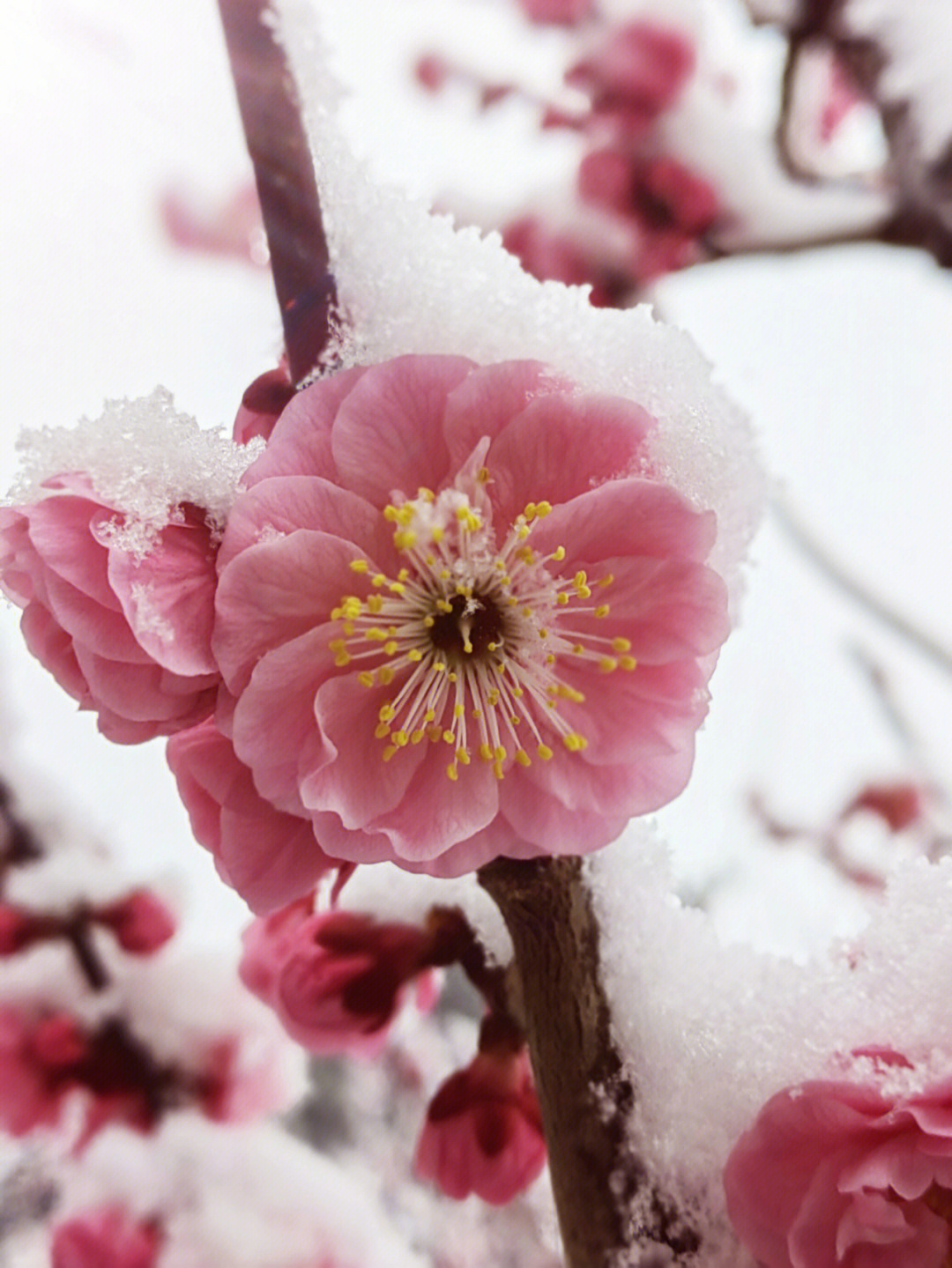 漫天雪电视剧图片