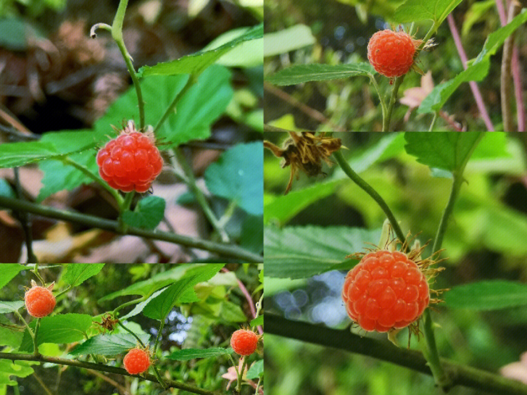 树莓的种类图片