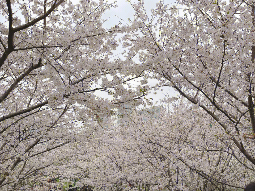 宁波达人村樱花图片