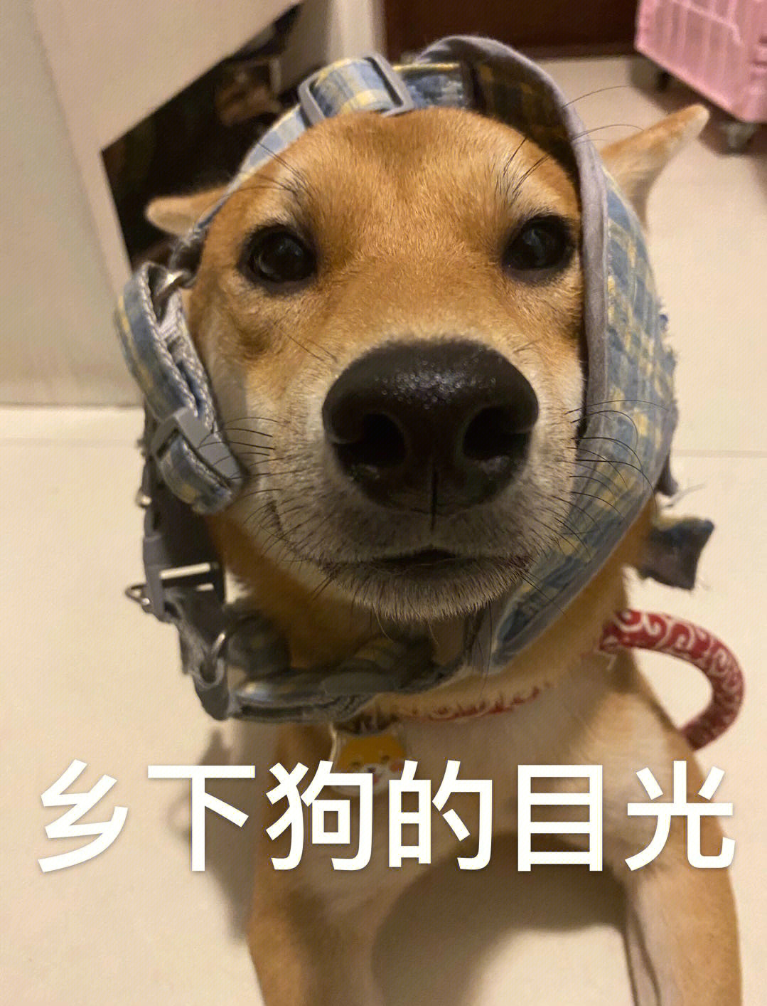 柴犬表情包打头图片