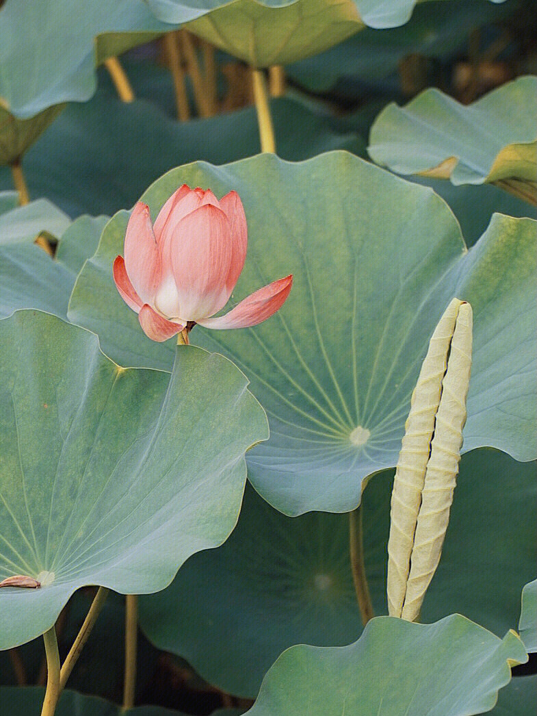 这是来自秋天的一池荷花