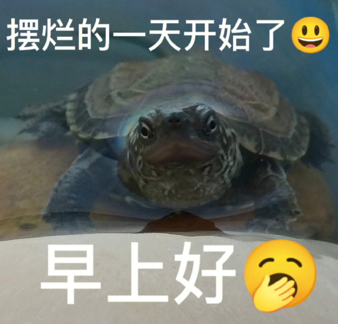 黄乌龟表情包图片