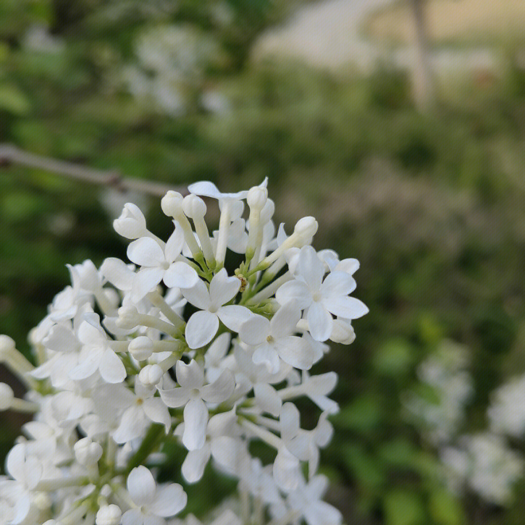 匆匆那年五瓣丁香花图片