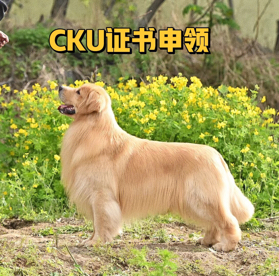 cku官网图片