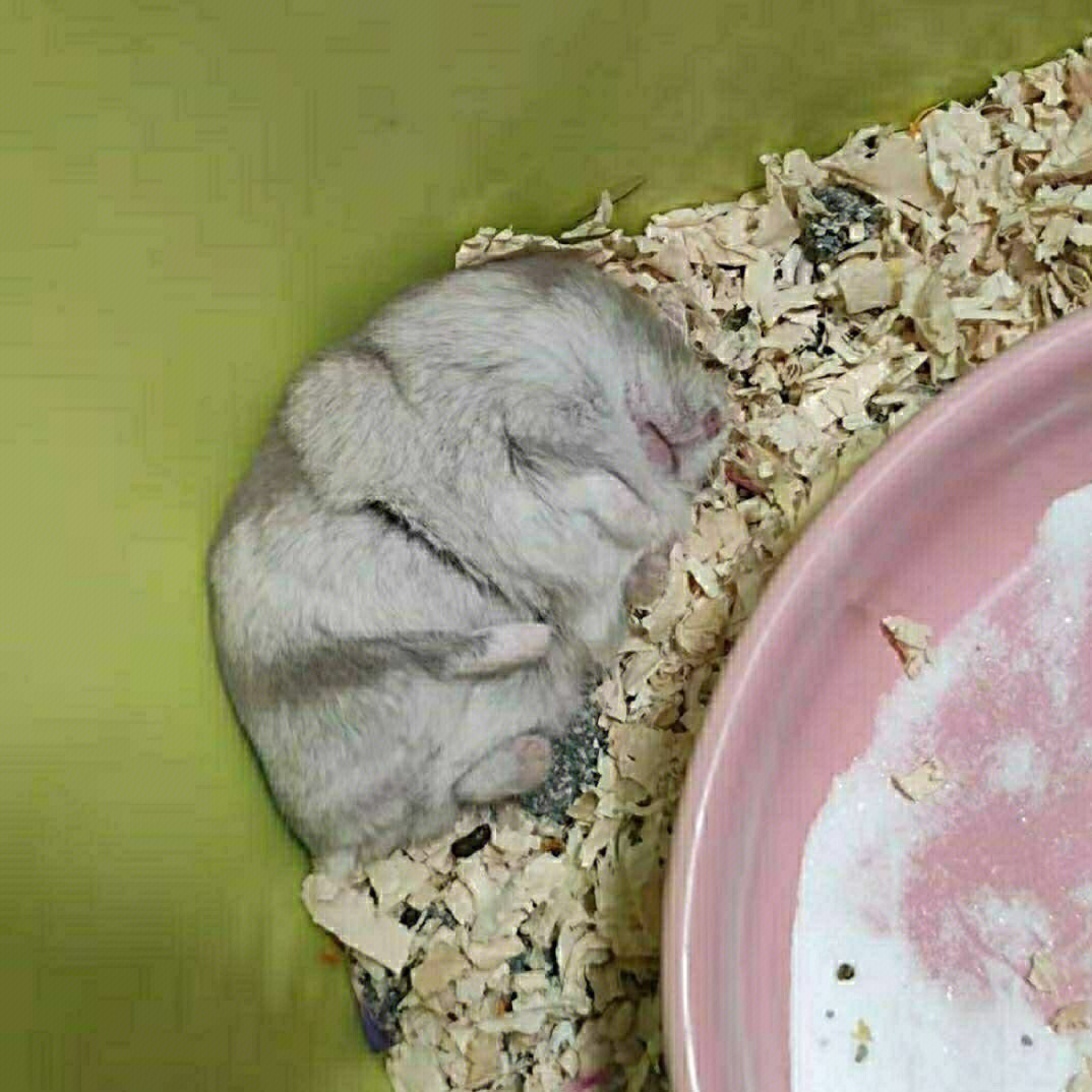 仓鼠伪冬眠与死亡姿势图片