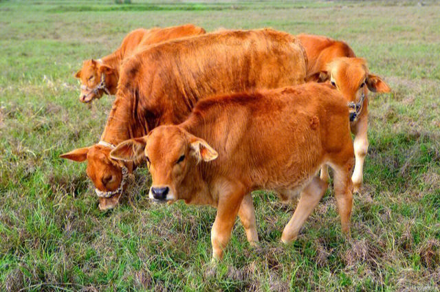 南阳黄牛是优质黄牛品种