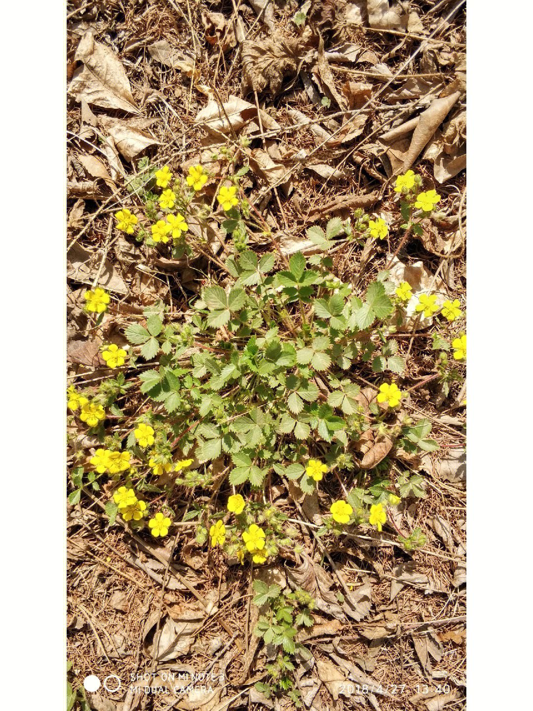 莓叶委陵菜蔷薇科委陵菜属多年生草本植物