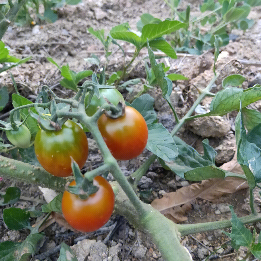 西红柿植物的样子图片