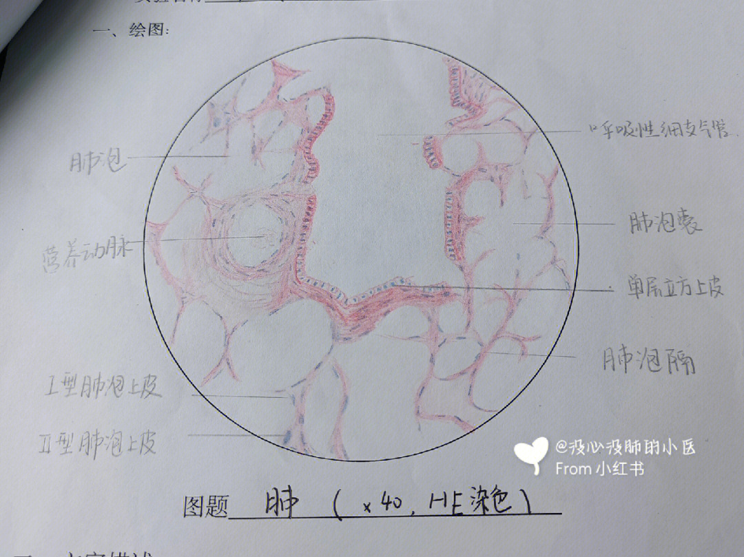 睾丸组织切片图解图片