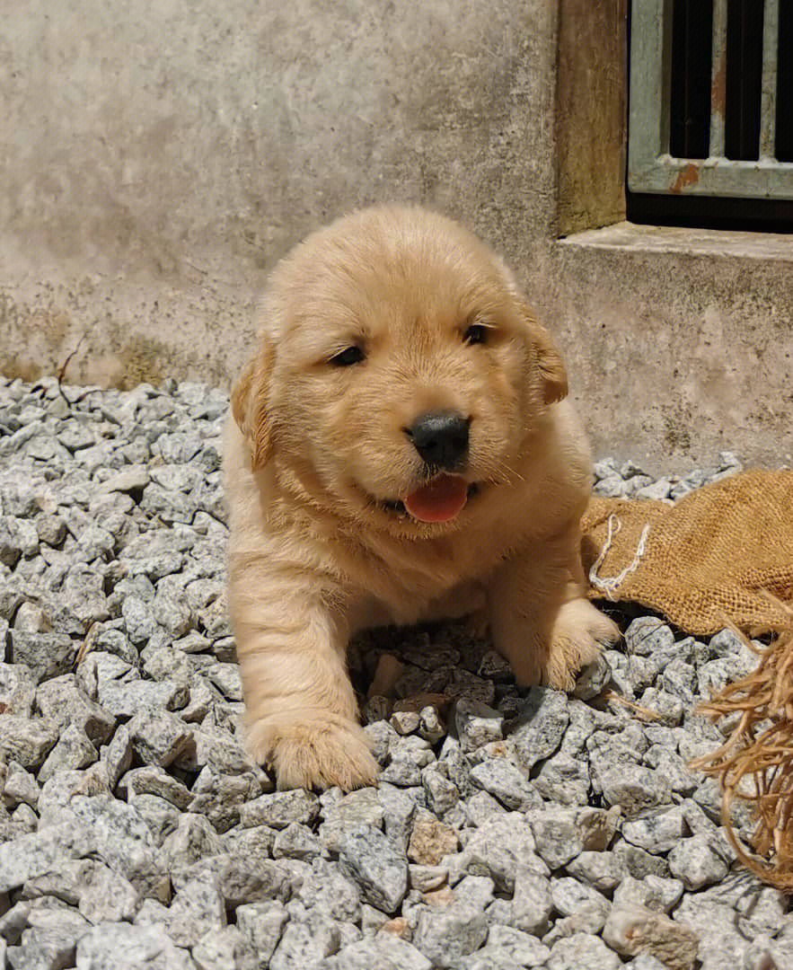 黄金猎犬电影图片