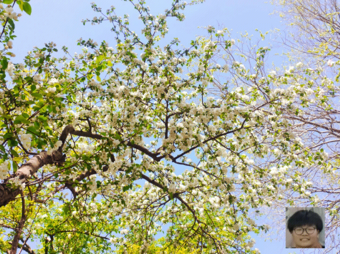 新疆大学苹果花又开