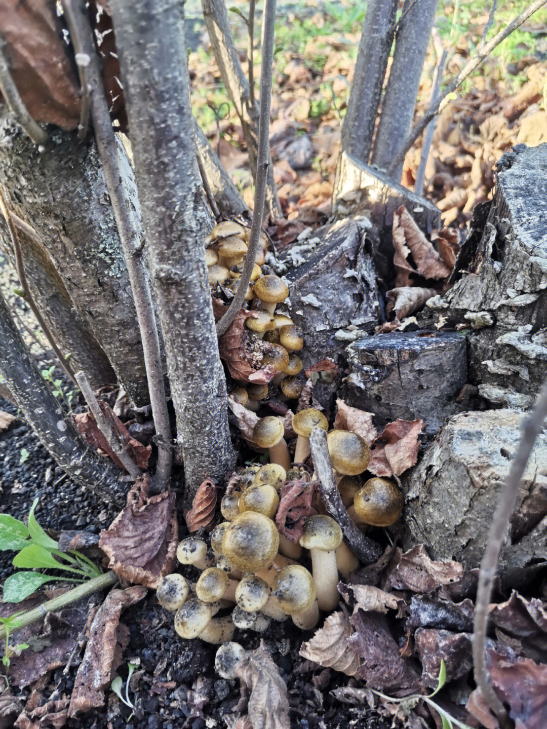 榛蘑生长环境图片