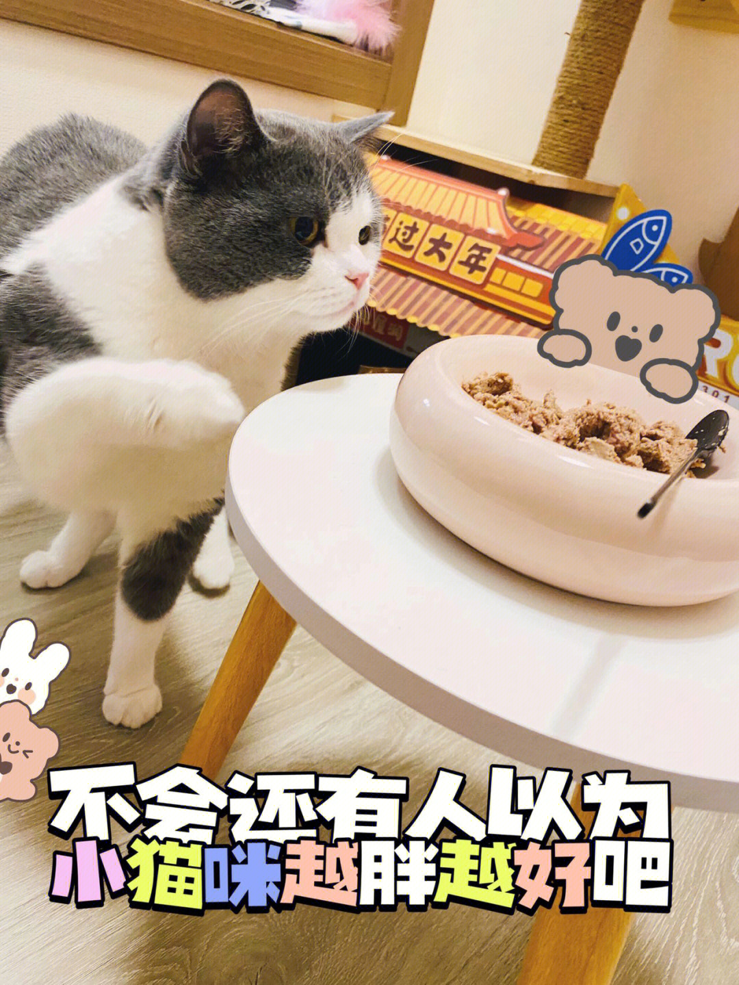 不会还有人以为小猫咪越胖越好吧71