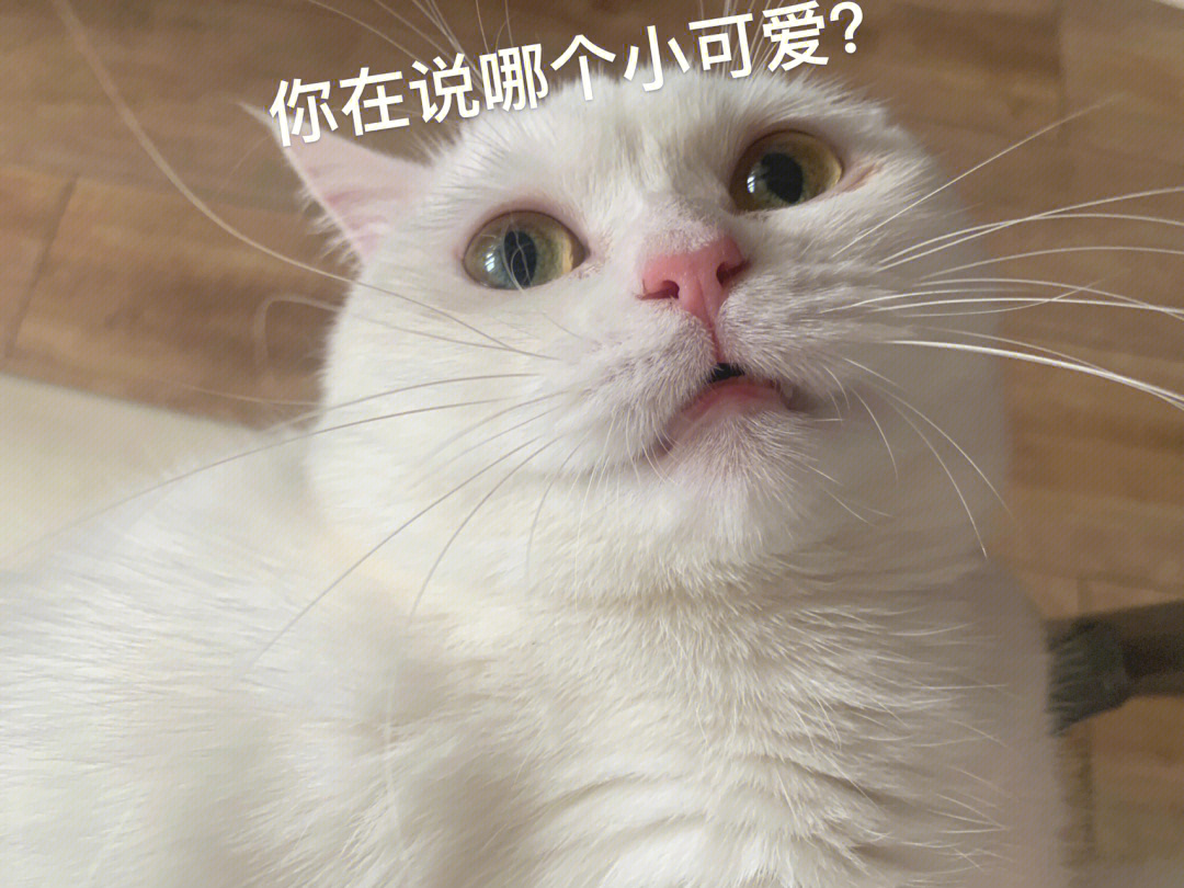 今日份猫猫表情包