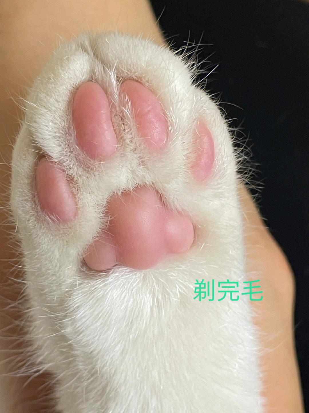 给猫咪剪脚毛72