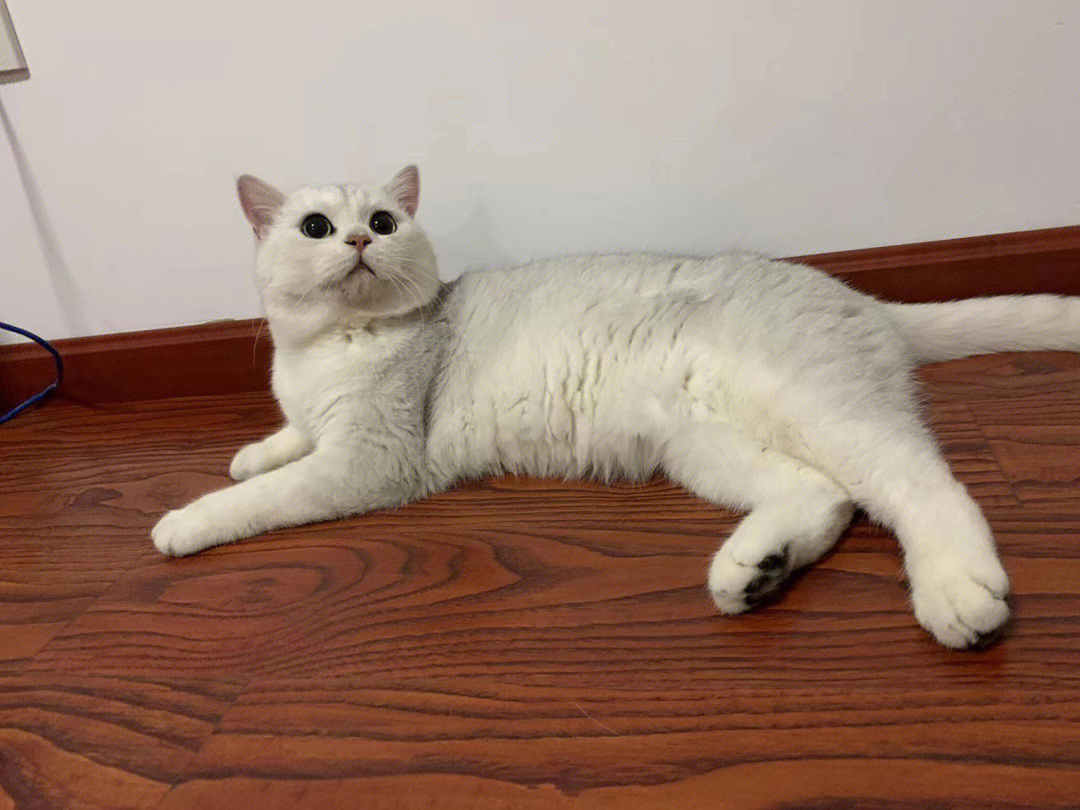 银渐层母猫体重图片