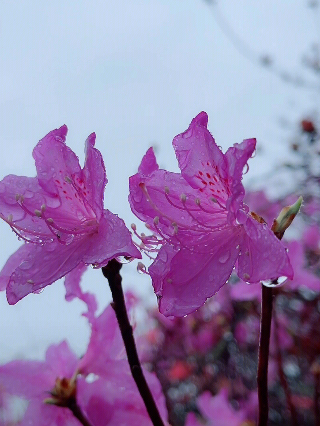 山野红杜鹃花