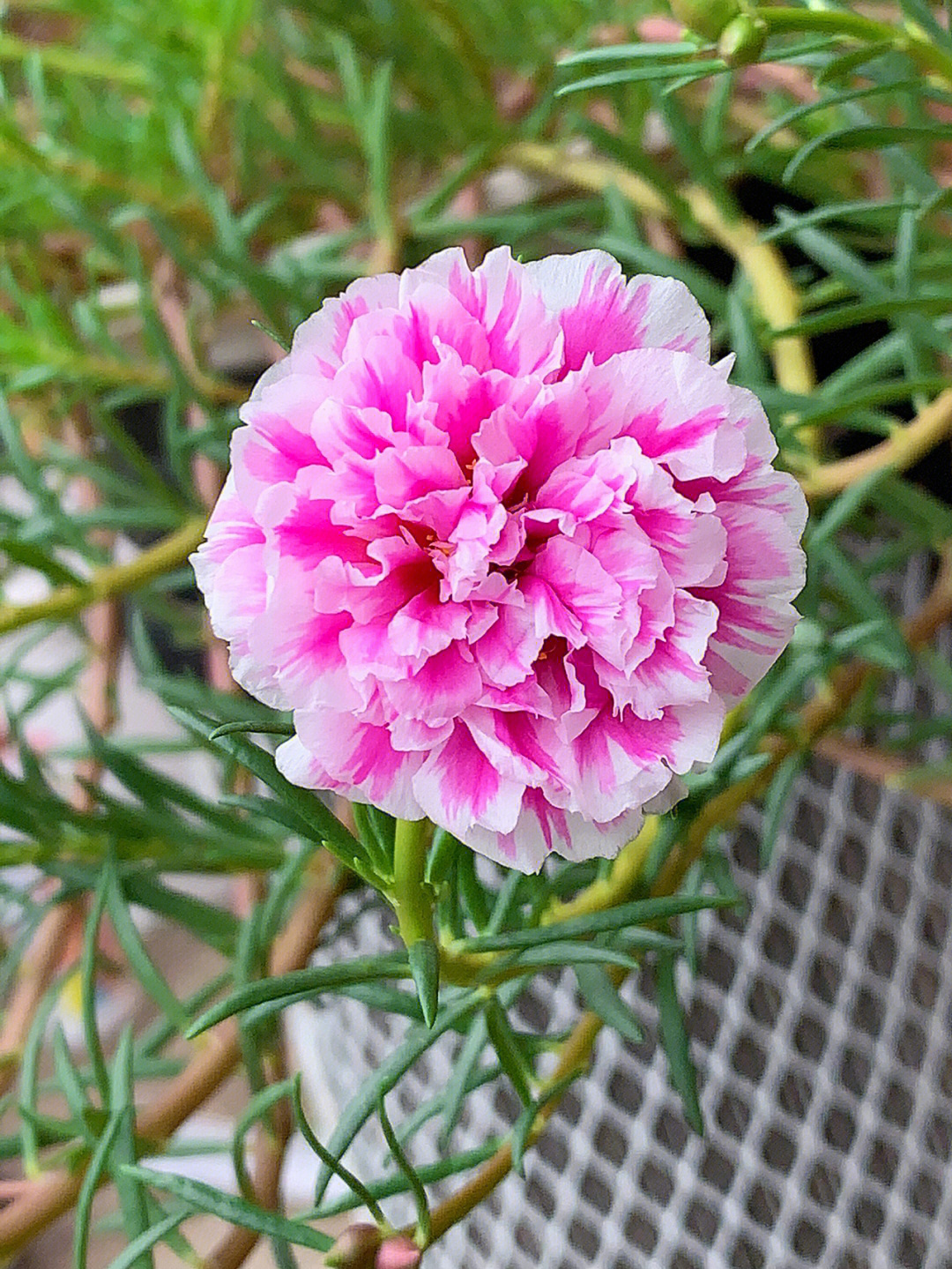 期待它爆花的样子#太阳花#宿根植物#重瓣宿根太阳花