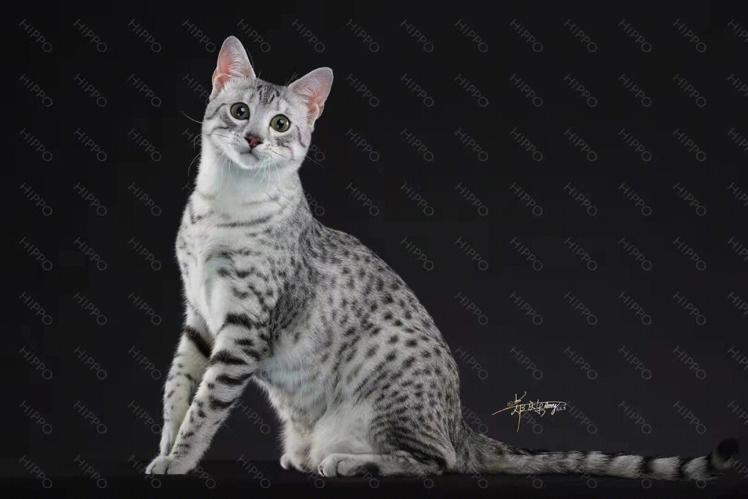 埃及猫真人版图片