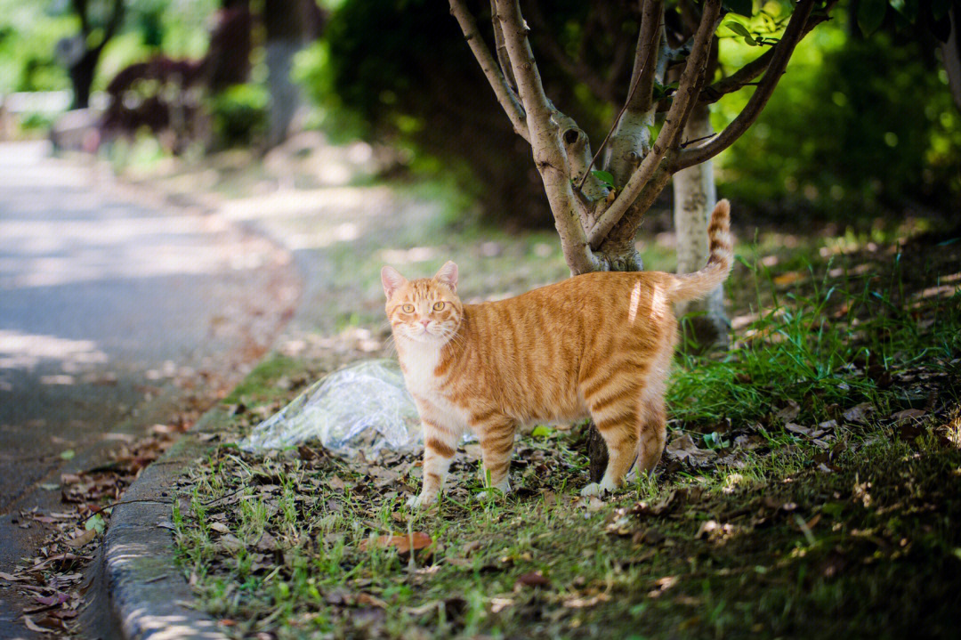 今天碰到一只特别帅气的橘猫