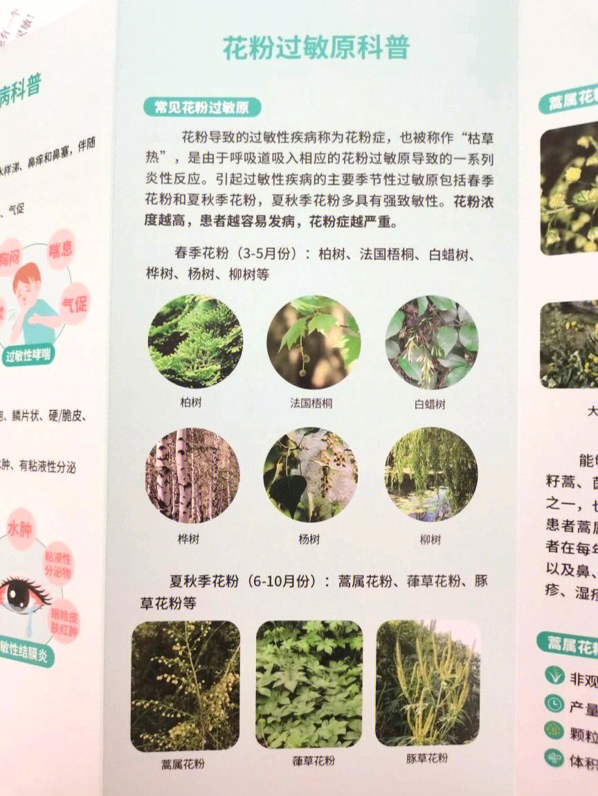 黄花蒿花粉过敏图片