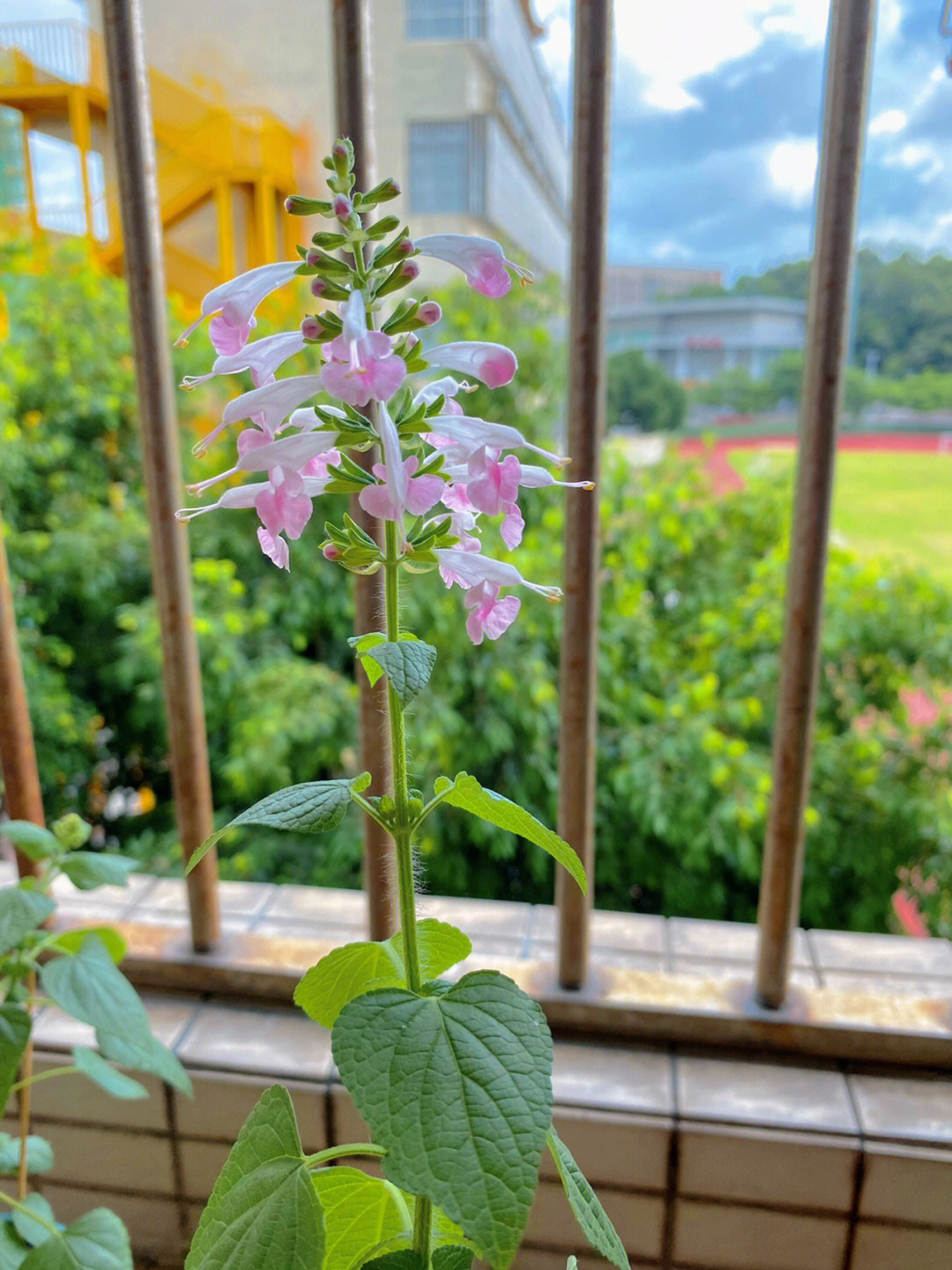 鼠尾草夏日粉钻花图片