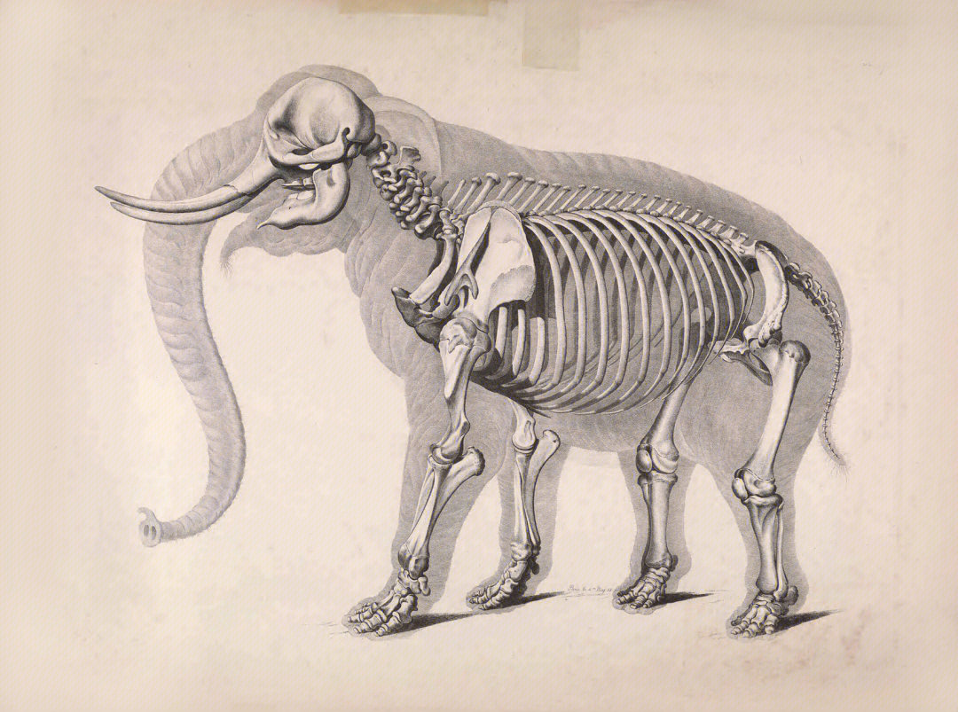 海绵动物骨骼类型图片