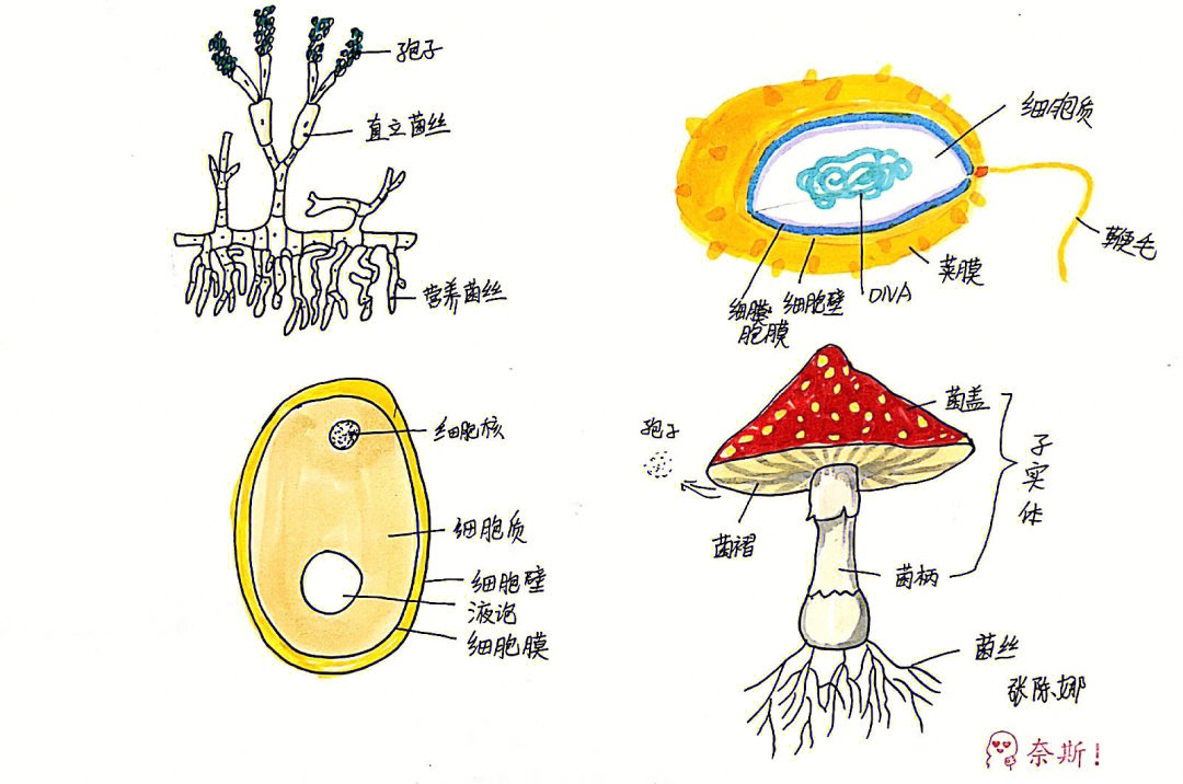 来一波细菌真菌示意图