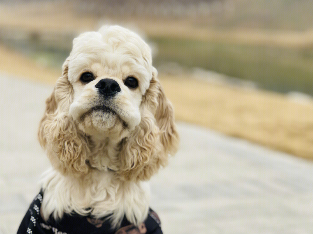 可卡犬08我们像不像一个没牙老头